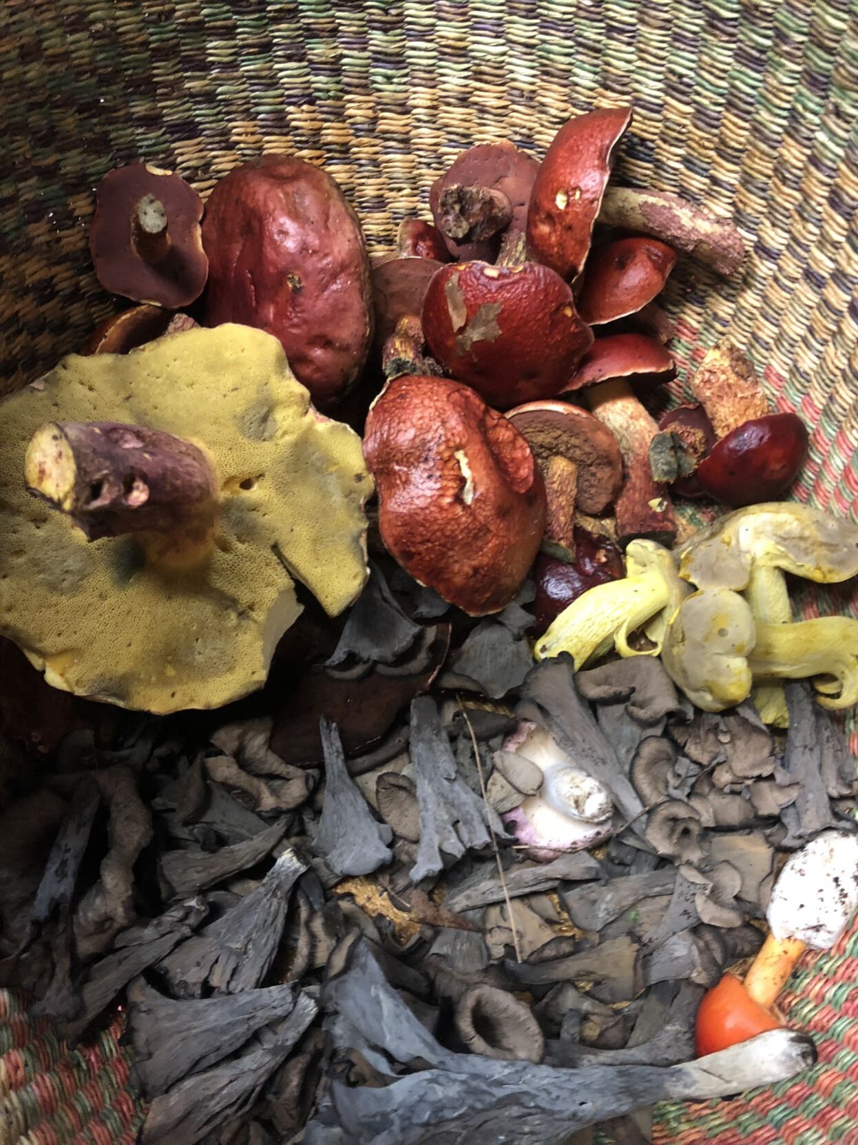Wild mushrooms